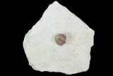 Wide, Enrolled Lochovella (Reedops) Trilobite - Oklahoma #94004-1